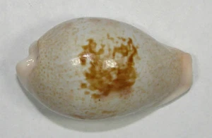 CYPRAEA DORSALIS 31.53mm SUPER CHOICE SPECIMEN Bunsbury, Qld., Australia - Picture 1 of 4