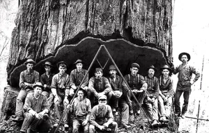 Vintage Fotos von Holzfällern, die große Bäume nur mit Handwerkzeugen fällten - Bild 1 von 1