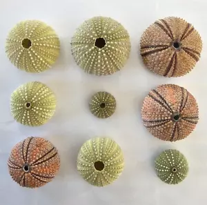 Collezione Ricci di Mare Senza Spighe 9 in Totale Rosso e Verde - Foto 1 di 6