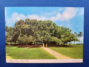 Vintage Postcard Banyan Tree Real Photo Lahaina Maui Hawaii USA Unposted - Picture 1 of 2