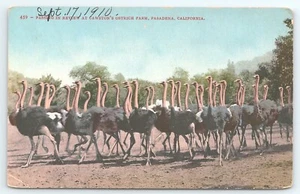 Postal pasando en revisión en Cawstons Ostrich Farm Pasadena California c1910 - Imagen 1 de 2
