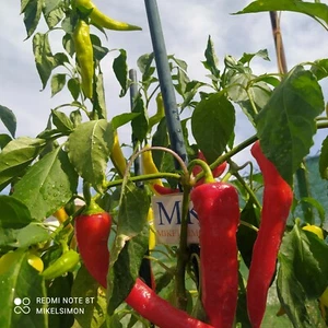 Paprika Chervena Chuska,10 semillas,Capsicum annumm (290) - Picture 1 of 4