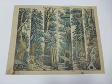 Forest Background Toy Theatre Scenery C Burckardt Nachf  Print No 9 p54