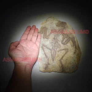Dinosaur Fossil Confuciusornis Flying Bird Rock Jurassic Claw World Cretaceous 1 - Picture 1 of 11