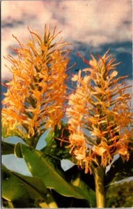 Kahili Ingwer Hawaii Blume Postkarte verschickt 1953 - Bild 1 von 2