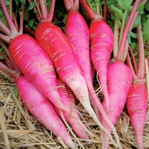 China Rose Radish Seeds | Pink Red White Radishes Garden Vegetable Seed 2025 - Picture 1 of 12