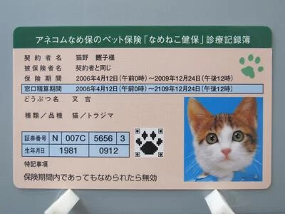 Matakichi Namennayo TCG Medical Record Book Bosozoku Cats Kawaii Japanese F/S - Image 1 of 4