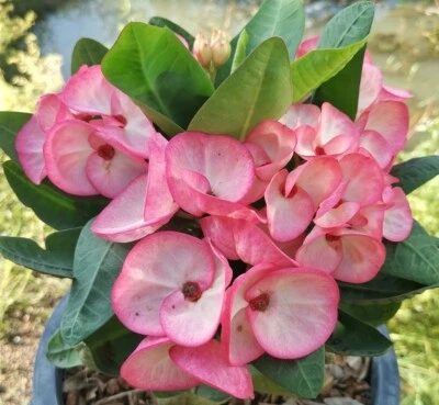 SALE Euphorbia Milii PRECIOUS RUBY Crown of Thorns  Corona De Cristo Thai Hybrid - Image 1 of 4