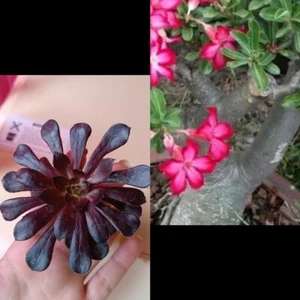 Aeonium Negro Y Rosa Del Desierto - Imagen 1 de 2