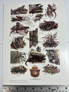 Vintage Smokey the Bear Forest Fire Prevention MINI Poster -Lizards-1980s - Picture 1 of 3