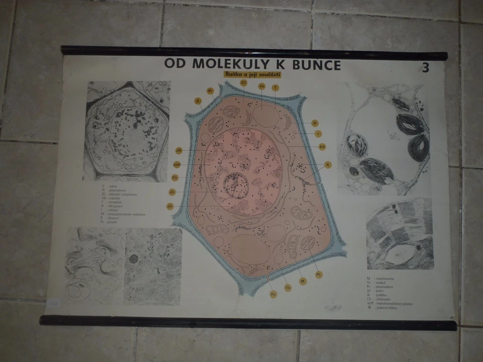 Carta escolar original vintage pull down de hidra Desde la molécula hasta una célula Foto 1 de 1