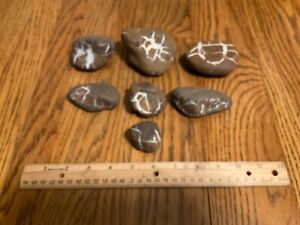 SEPTARIAN NODULE Lightning Rock Dragon Stone 3 lbs 7  oz. Reiki Natural B2