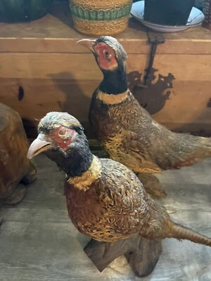 Par de 2 faisán pájaro cuello anillo vintage taxidermia montada en madera natural decoración del hogar Foto 1 de 4