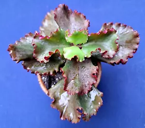 KOLANCHOE "RUFFLE" HYBRID *** BEAUTIFUL DWARF ! *** / CACTUS - Picture 1 of 8