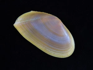 Sea shell Tellina foliacea 86.4mm ID#9068 - Picture 1 of 2