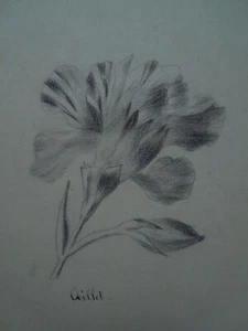 Dessin Fleur. Oeillet - Picture 1 of 2