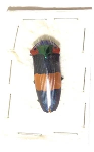 Calodema ribbei - 38mm - Unmounted Beetle - Picture 1 of 1