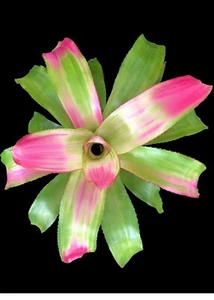 Sexy Neoregelia Rosa 6"" Olla - Imagen 1 de 3