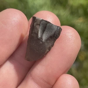Triceratops Tooth. Hell Creek Formation. 70myo Montanna USA - Picture 1 of 11