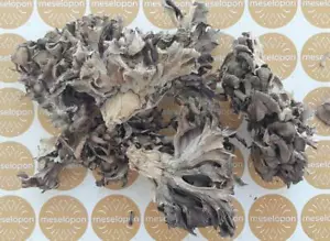 Henne des Waldes, Grifola Wildpilze Schafkopfpilz, Maitake Umami Geschmack - Bild 1 von 4