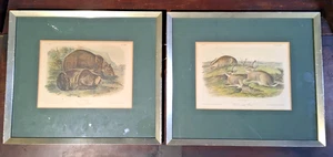 Original 1849 1st. Ed. Audubon Prints, The Quadrupeds of North America - Picture 1 of 24