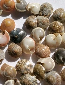 Drilled Shells For Jewellery Making Multicoloured - Picture 1 of 3