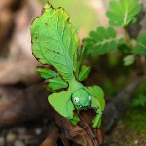 【En Stock】Estatua Animal Cuerpo Celestial Hoja Gigante Insecto Phyllium giganteum - Imagen 1 de 3