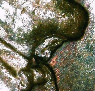 1958 D" GOITER " Lincoln Wheat Cent Mint Error,  Interior Die Break. - Image 1 of 4