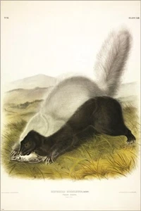 Texan Skunk by John James Audubon Vintage Illustration Art Poster 20x30 - Picture 1 of 1