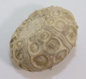 Riccio di mare, Stereocidaris subvesiculosa, gesso, Campan, Barbezieux, Francia - L243 - Foto 1 di 7