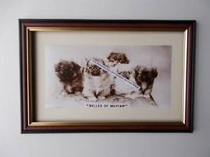 IMPRESIONES DE PERROS ENMARCADAS - BELLAS OF MAYFAIR - Imagen 1 de 1