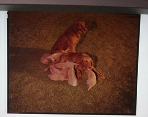8x10 Positive Dog Puppies Nursing Mother Litter Golden Grass Photo VINTAGE P328J - Picture 1 of 2