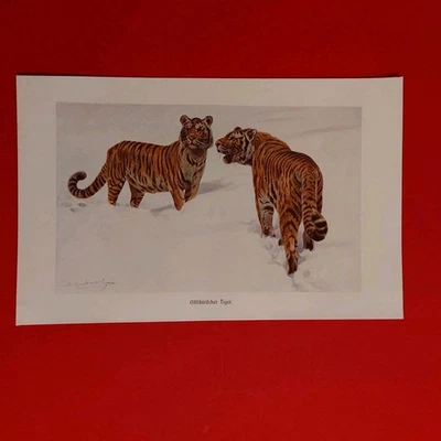 Orig.(1910)Farbige Bildtafel  Ostsibirischer Tiger  - Bild 1 von 4