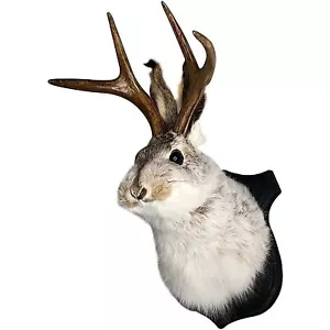Montaggio Jackalope, taxidermia Jackalope, decorazione da parete testa di animale, parete testa di cervo... - Foto 1 di 8