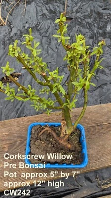 Pre Bonsai  Willow,  Corkscrew Willow, Bonsai Willow-  Salix- Grow Your Own - Image 1 of 4