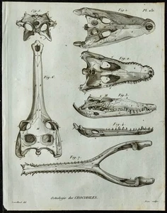 1836 - Crânes de crocodiles - Gravure de Paléontologie de Cuvier & Anatomie - Picture 1 of 3