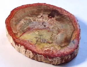 LOVELY FOSSILISED WOOD SLICE 5.4 x 4.4 cms 44.70 gms #1 - Foto 1 di 4