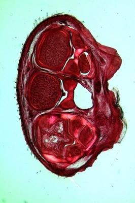 Antique microscope slide by W.White. Section Foot of Mouse. - Image 1 of 4