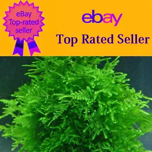 LCA - Peacock Moss Live Aquarium Plants Fertiliser Pond Shrimp Fish Tank Pond - Picture 1 of 2