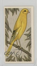 1960 Barratt Cage & Aviary Birds Tobacco Border Fancy Canary #17 0j8f