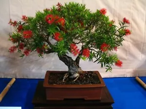 Red Bottlebrush seedling - Callistemon - Flowering native shrub - suit bonsai - Picture 1 of 9