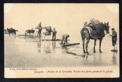 BELGIQUE - COXYDE - Pêche de la Crevette - Visite des filets pendant la Pêche - Photo 1/2