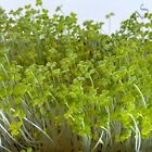 Microgreens Sprouting & Vegetable Seeds Usda/Toc Organic - Non Gmo