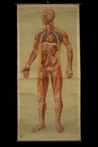 Vintage Ecorché Poster Ech.1/1 C.1910 / Medical Cabinet Oddities - Picture 1 of 11