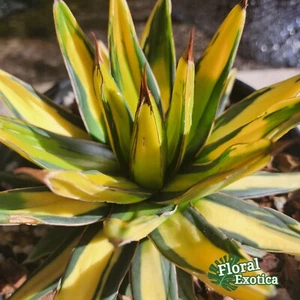 Agave Sun King 香蕉笹の雪/太陽神 - Exact Specimen - US Stock - Picture 1 of 4