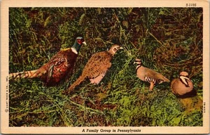 Postcard Family Group of Pheasant~1940s Pennsylvania Linen - Picture 1 of 2