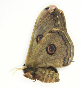 Farfalla/Saturniidae non montata - Caligola lindia, RARA, FEMMINA 1, Pakistan - Foto 1 di 1