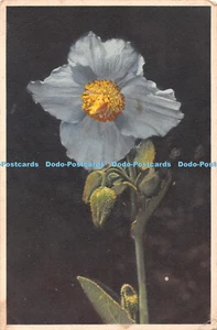 Amapola R453089 St Z F No 363 Meconopsis Baileyi Himalaya Pavot des Indes Himalaya - Imagen 1 de 4