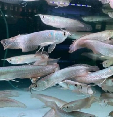 Get Fengshui Fish silver 12-15 CM Monster Wholesale prices available - Image 1 of 2