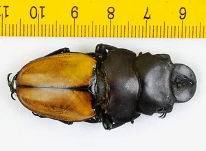 LUCANIDAE - Odontolabis sommeri sommeri (51mm) - Sarawak - MALAYSIA -7743 - Picture 1 of 1